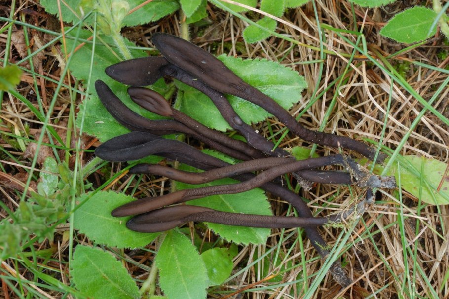 Geoglossum pecianum
