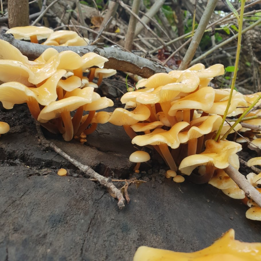 Calocera viscosa гриб
