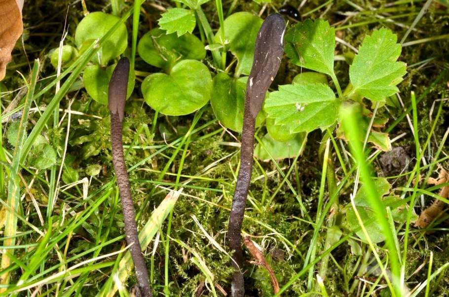 Гриб Trichoglossum hirsutum