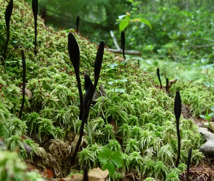 Geoglossum cookeianum