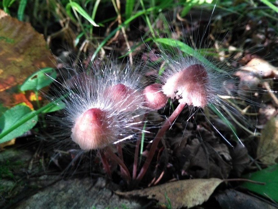 Geoglossum umbratile