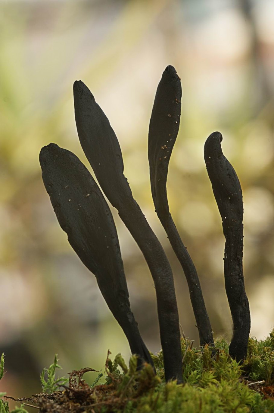 Гриб Trichoglossum hirsutum