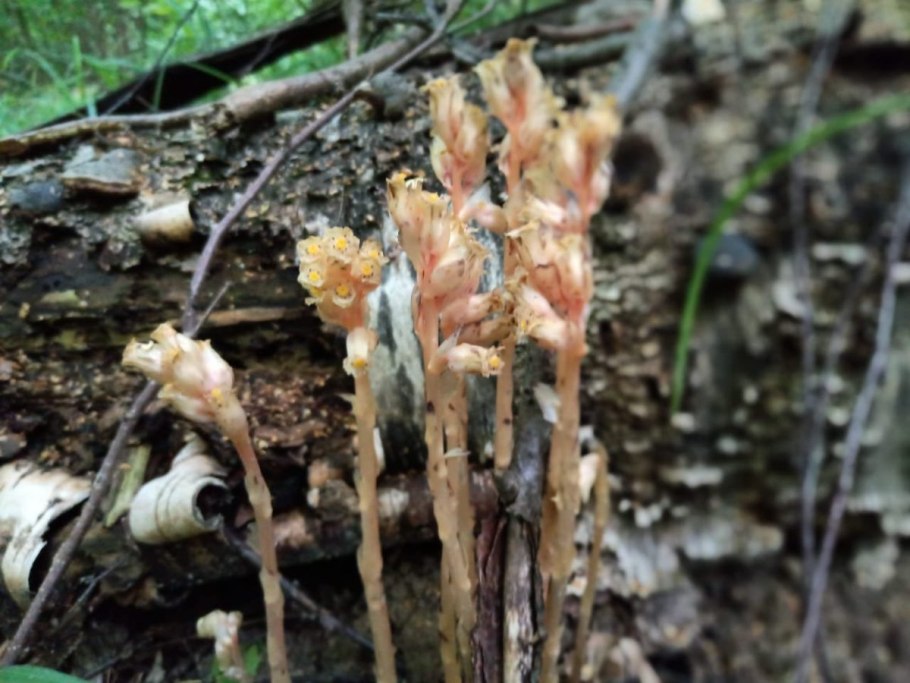Гриб Xylaria polymorpha