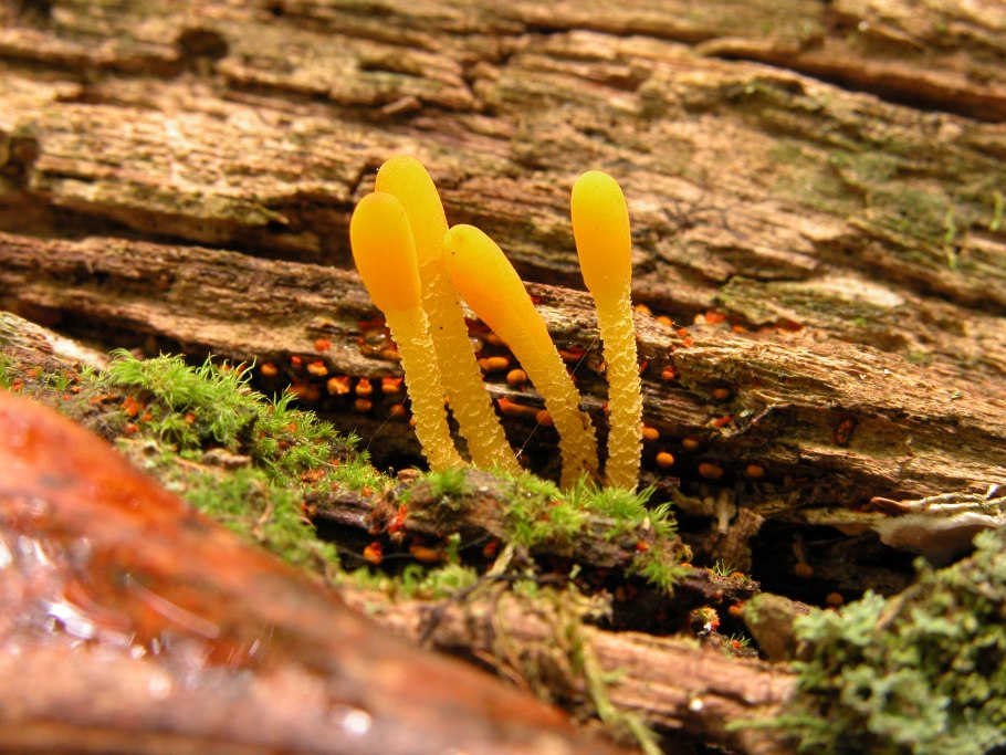 Mycenella bryophila
