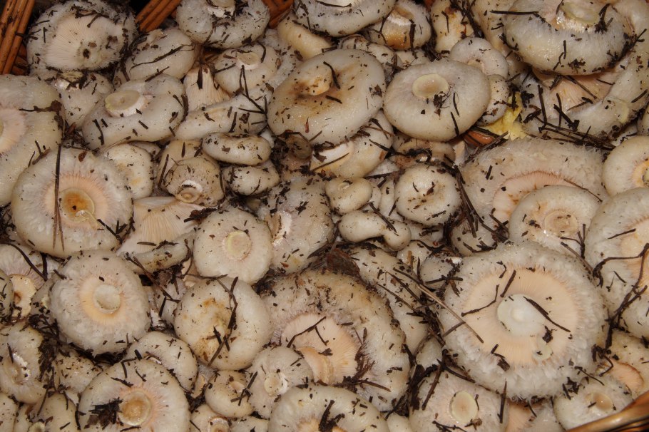 Грибы грузди