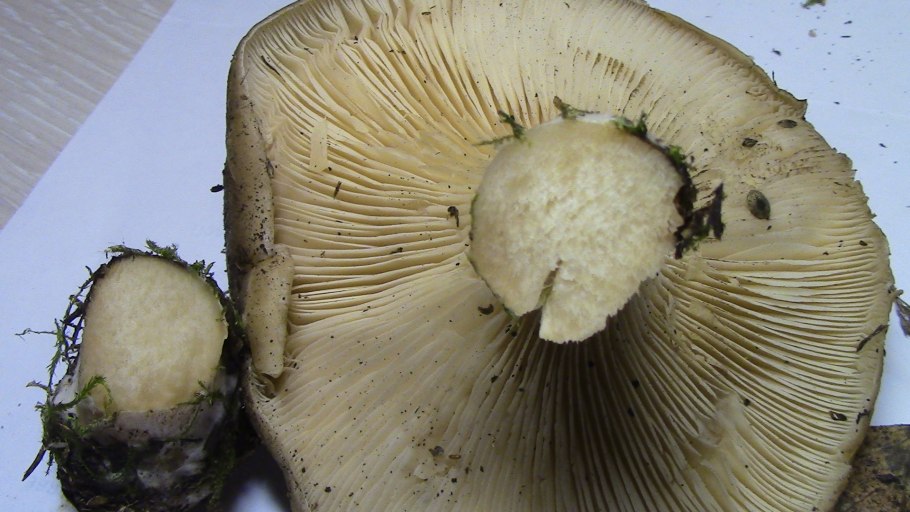 Грузди степные