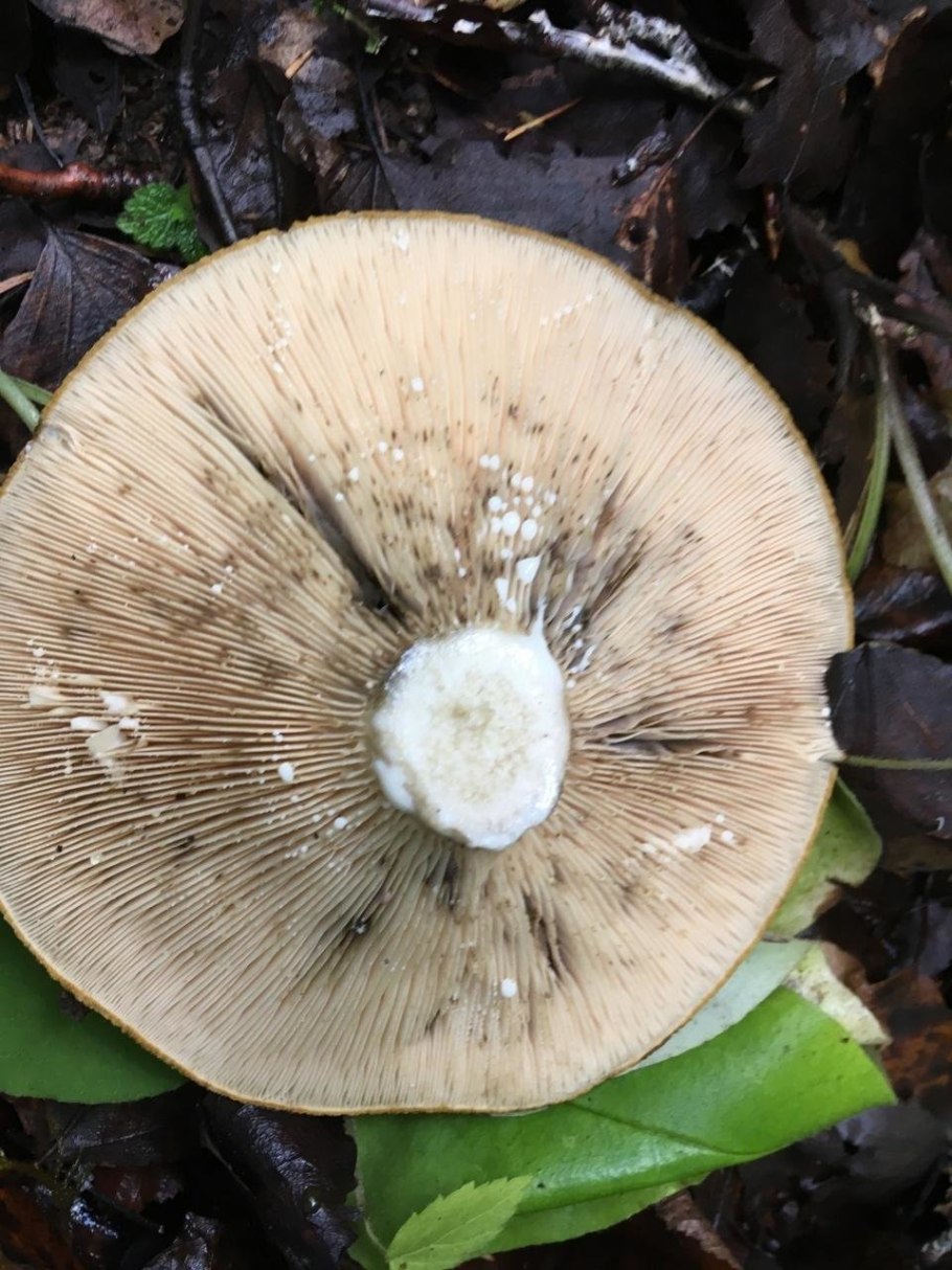 Lactarius necator