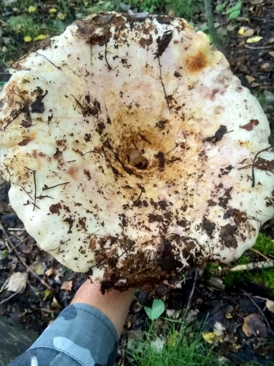 Lactarius scrobiculatus
