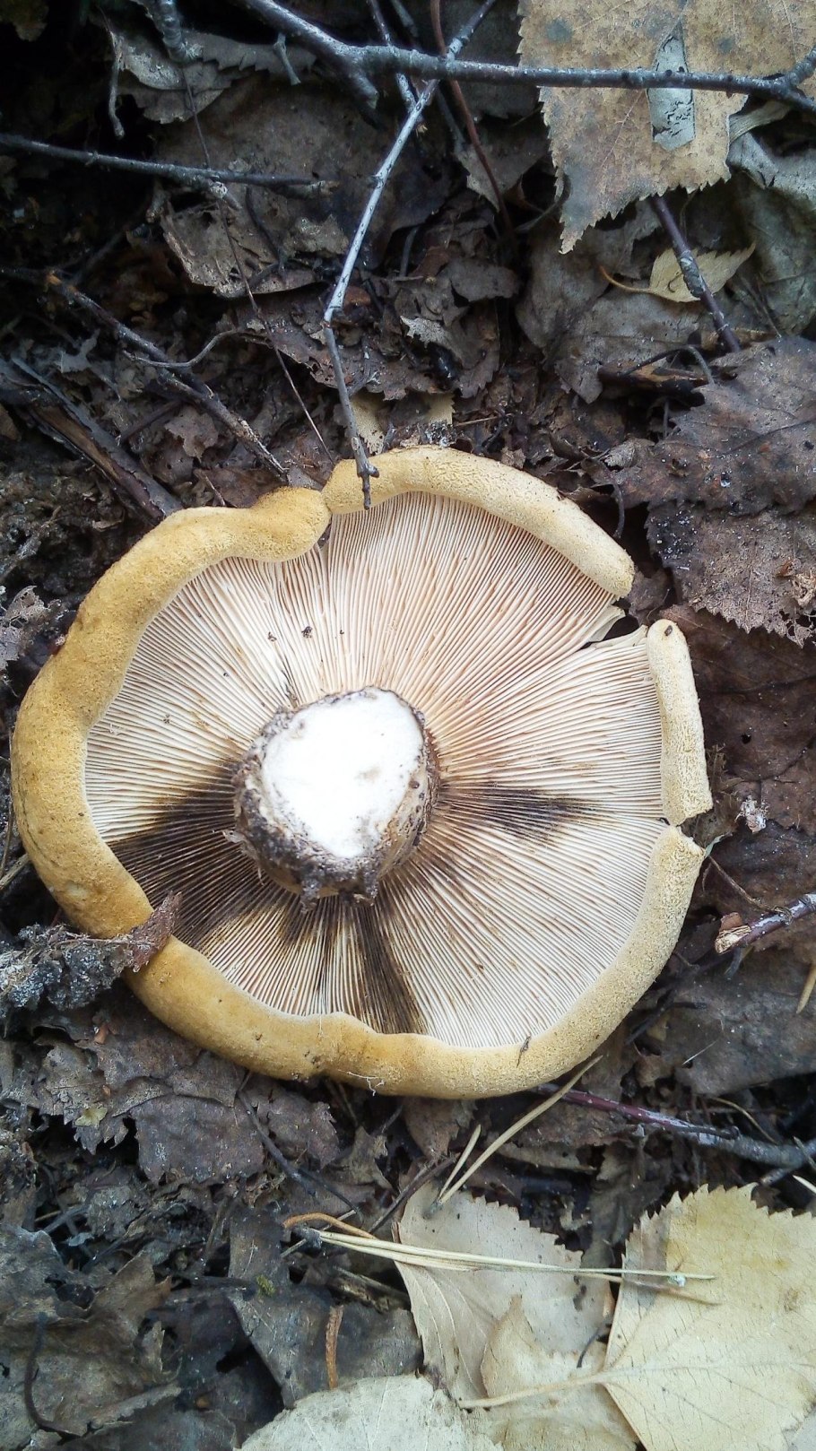 Королевский груздь