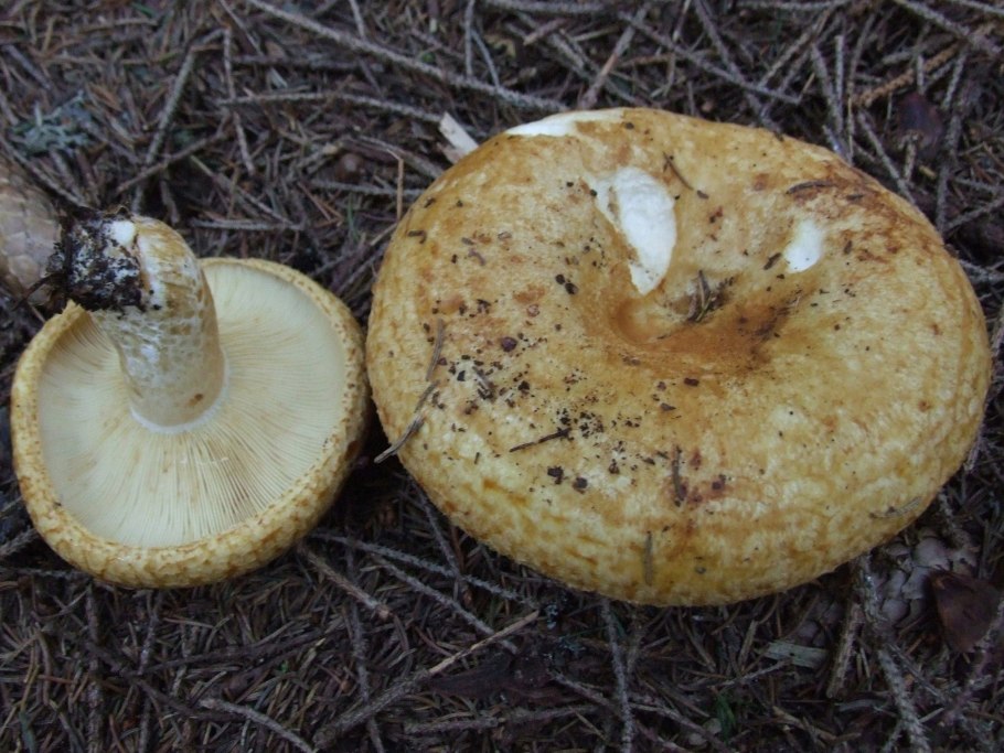 Lactarius scrobiculatus гриб