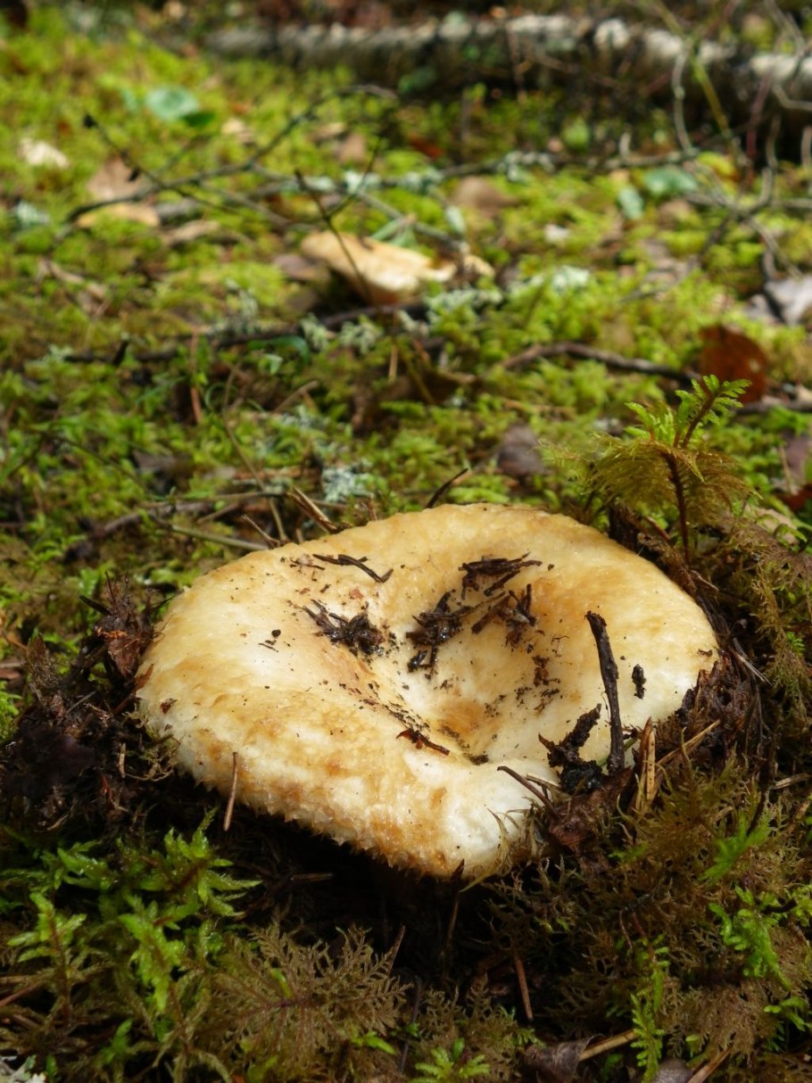 Груздь водянистозоновый (Lactarius aquizonatus)
