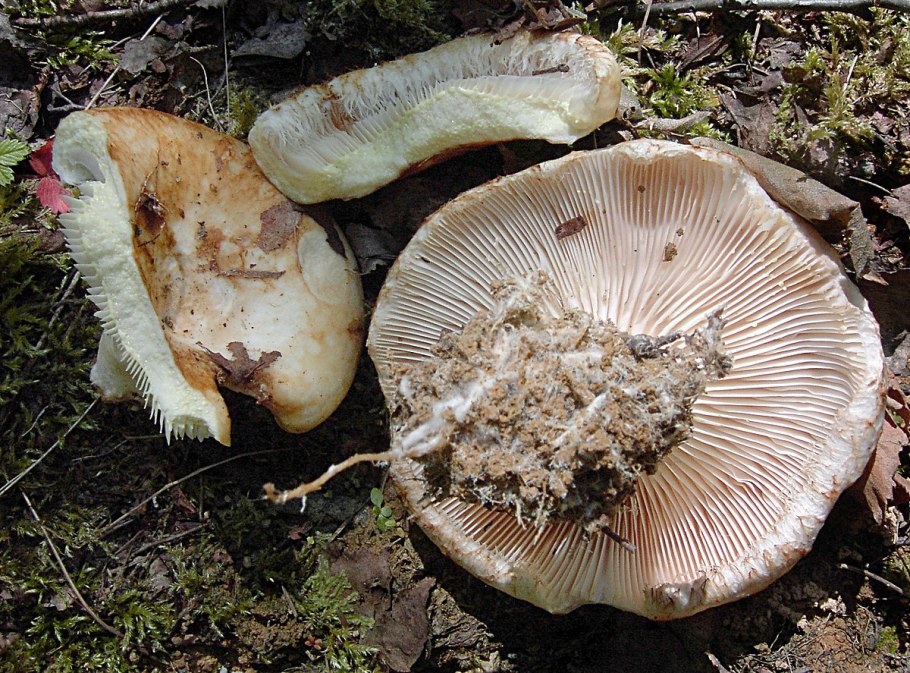 Lactarius hysginus