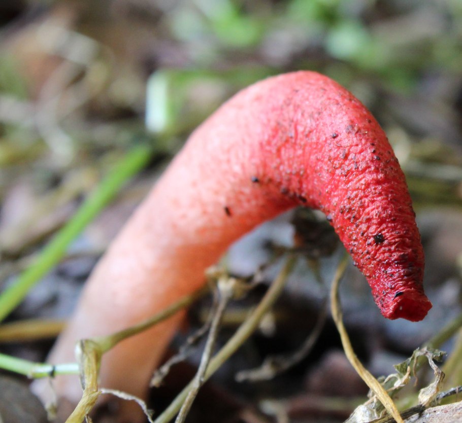 Мутинус Равенеля Мутинус Равенеля