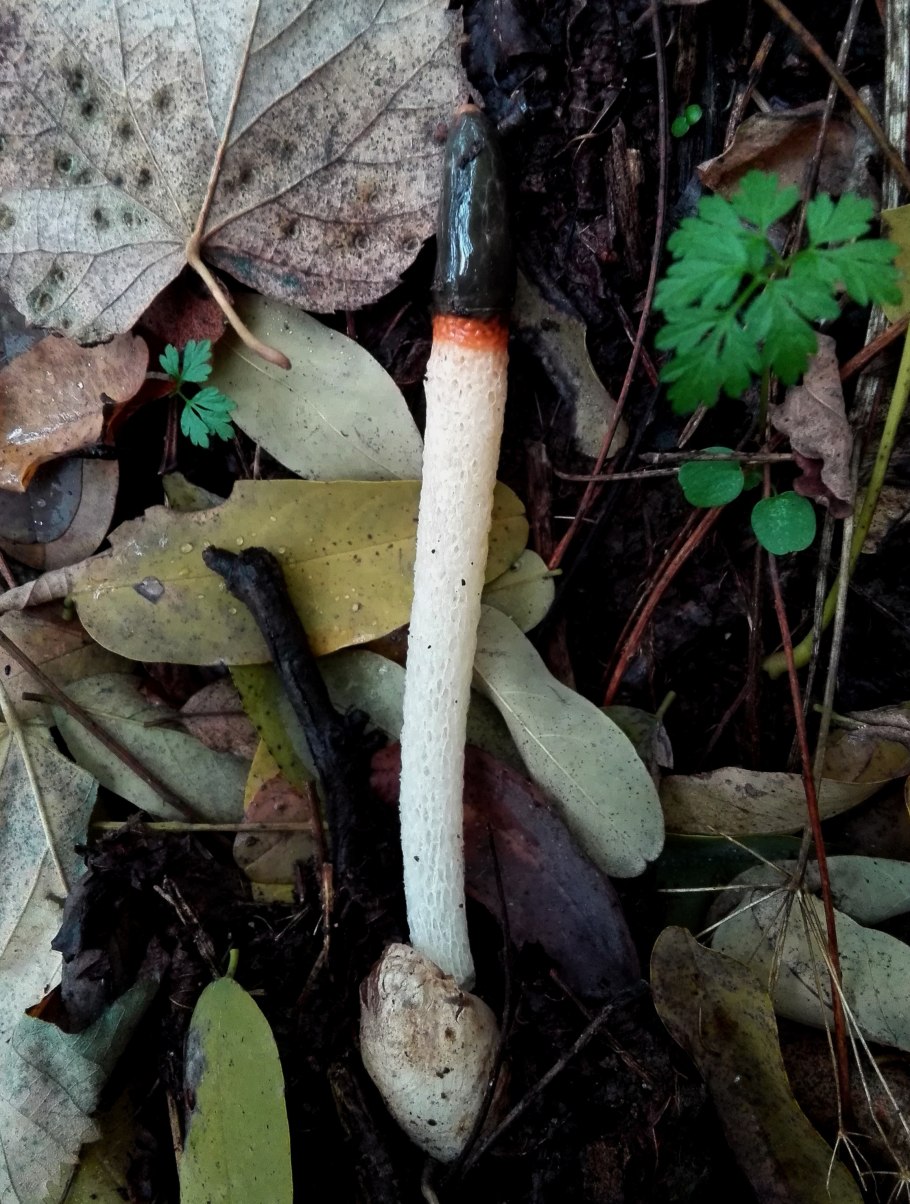 Мутинус Равенелли Ведьмин гриб