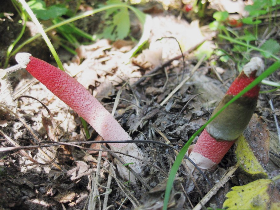 Мутинус Равенелли