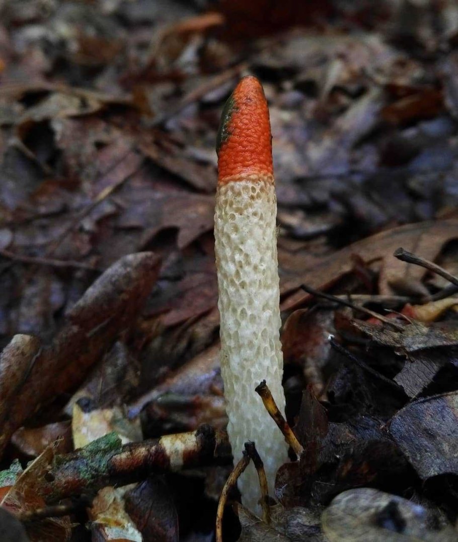 Мутинус Равенелли Ведьмин гриб