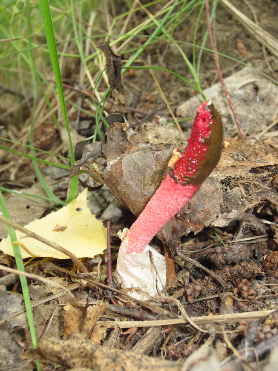Мутинус Равенеля и Мутинус собачий