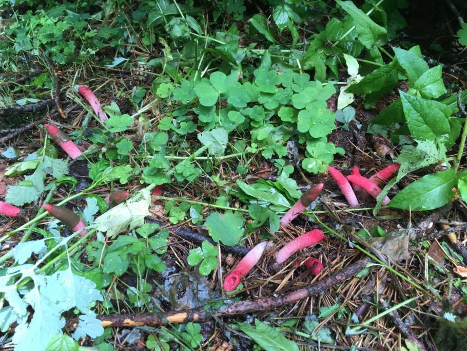 Гриб Мутинус