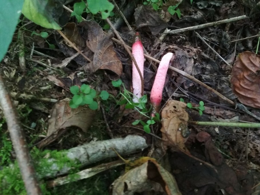 Гриб Мутинус Равенеля опасен