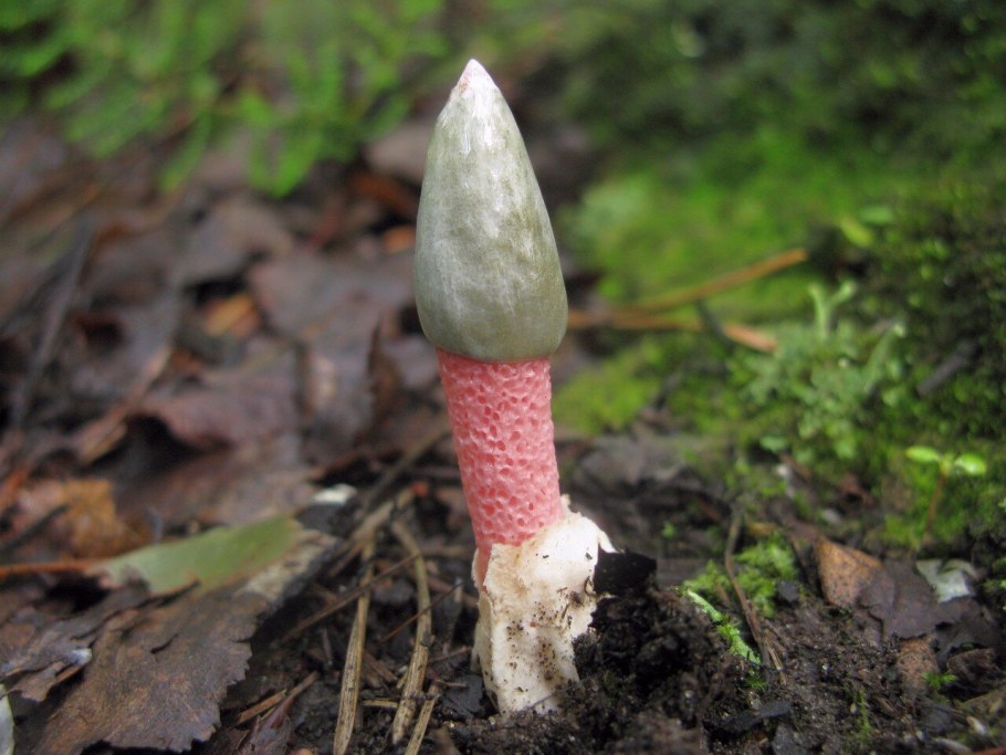 Мутинус Равенелли