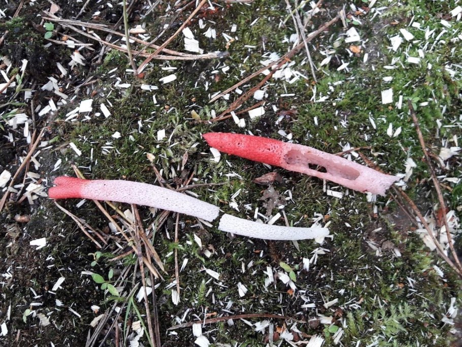 Мутинус собачий гриб красная книга