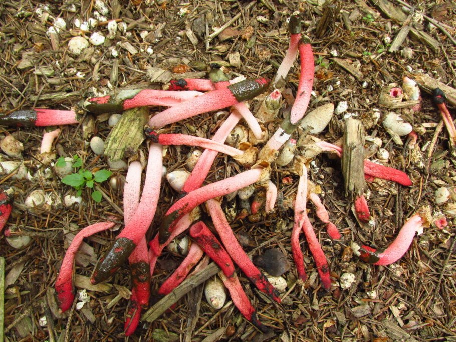 Мутинус Равенеля