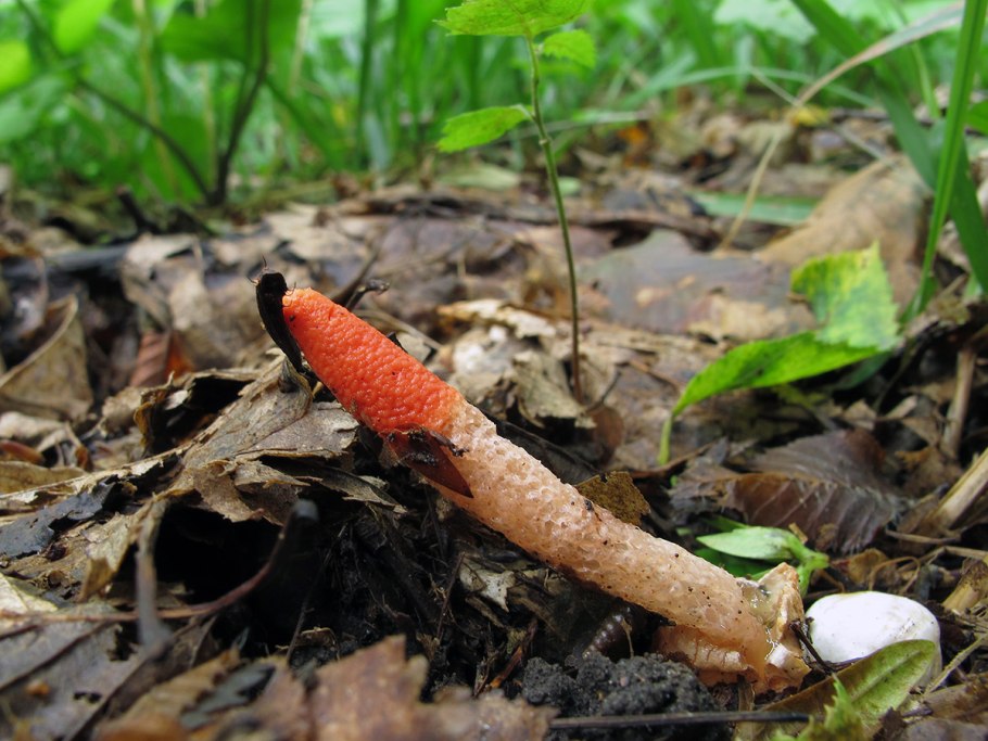 Мутинус Равенеля и Мутинус собачий