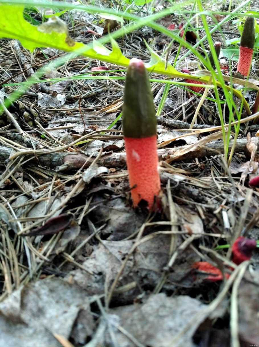 Гриб Мутинус Равенеля семейства Веселковые