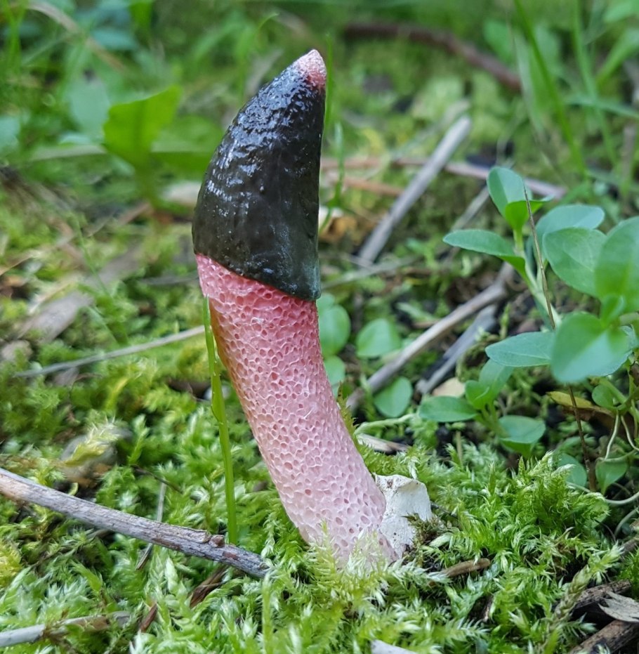 Гриб Мутинус Равенелли