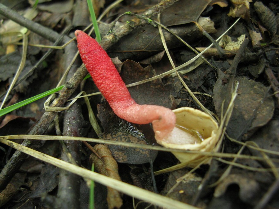 Красноустка Равенеля