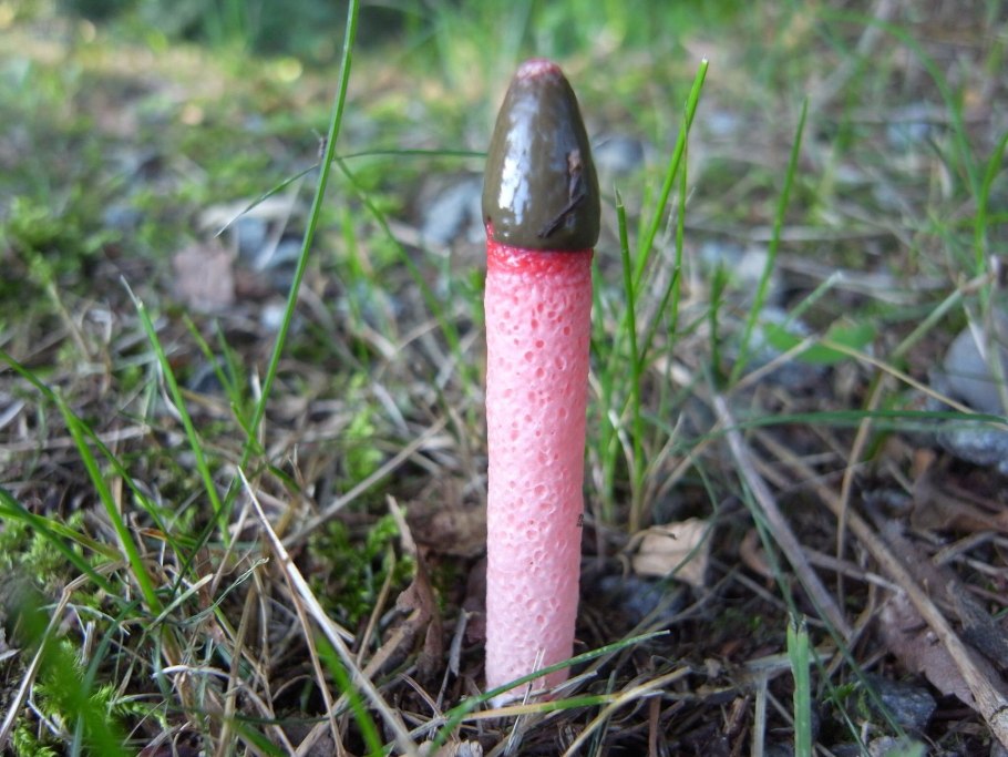 Mutinus caninus гриб