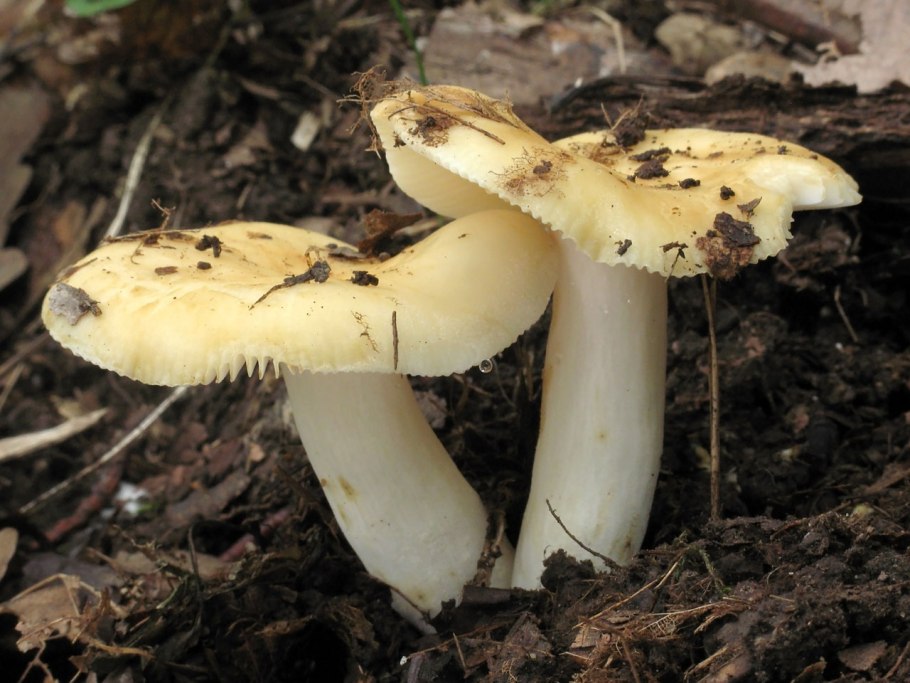 Сыроежка валуевидная Russula farinipes
