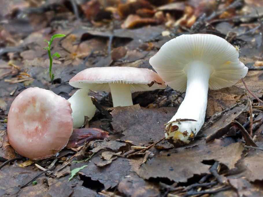 Сыроежка жгучеедкая (Russula emetica)