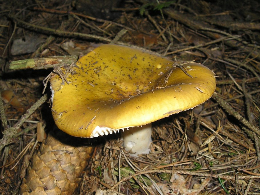 Сыроежка охристая Russula ochroleuca