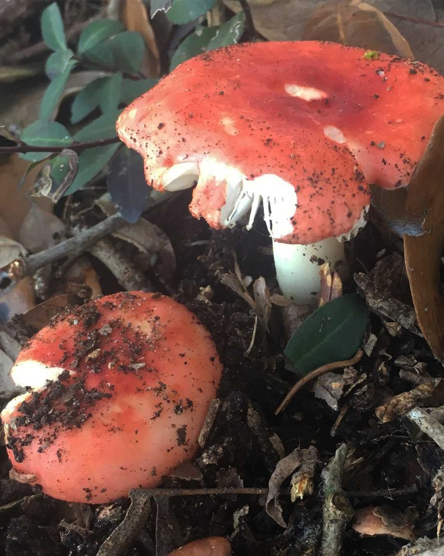 Russula claroflava