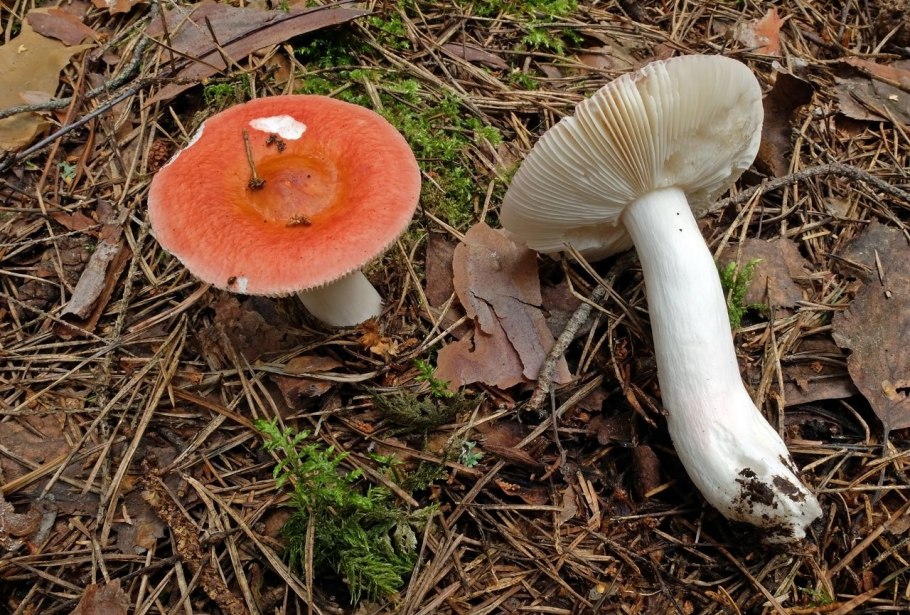 Russula Aurora-сыроежка Аврора