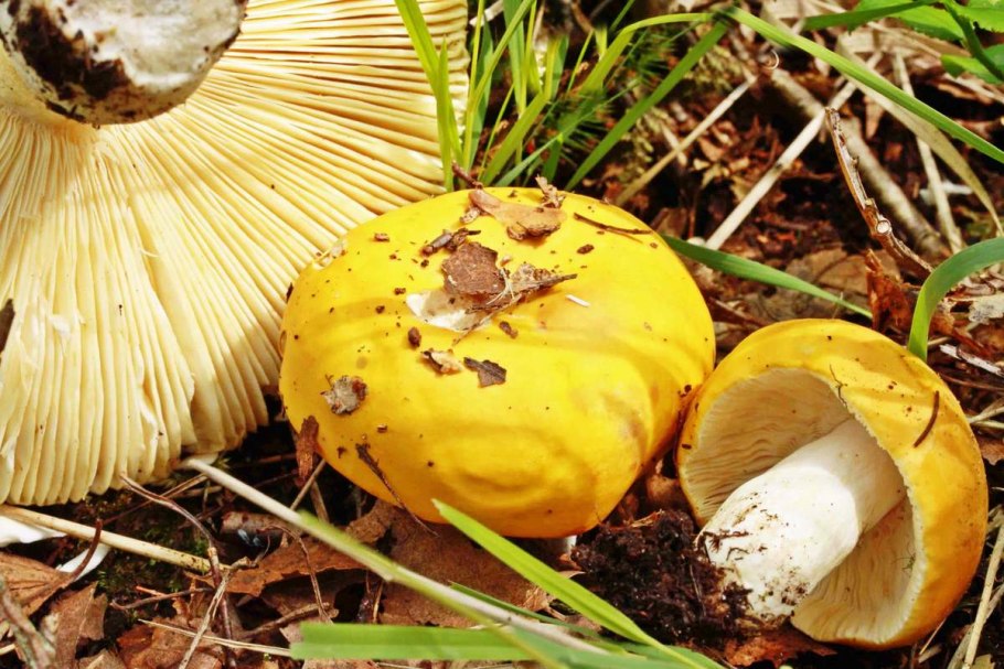 Сыроежка сардониксовая Russula Sardonia