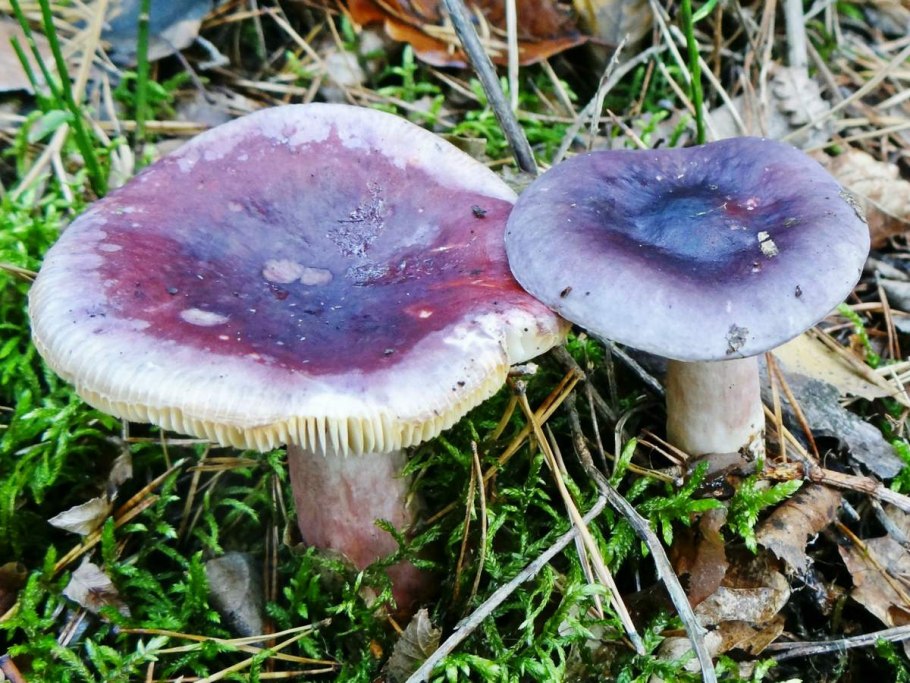 Сыроежка сереющая Russula decolorans