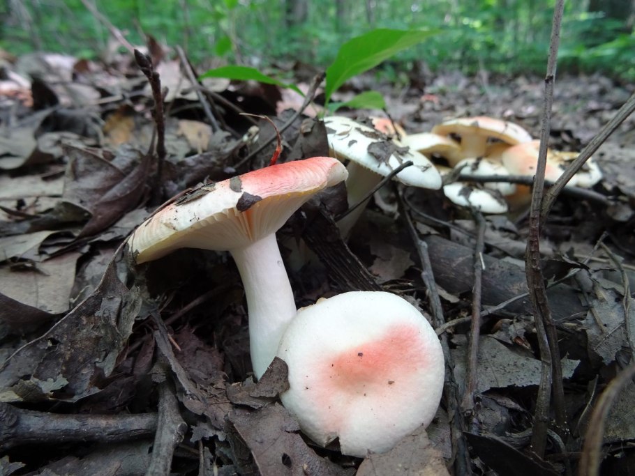 Сыроежка Чешуйчатая (Russula virescens)
