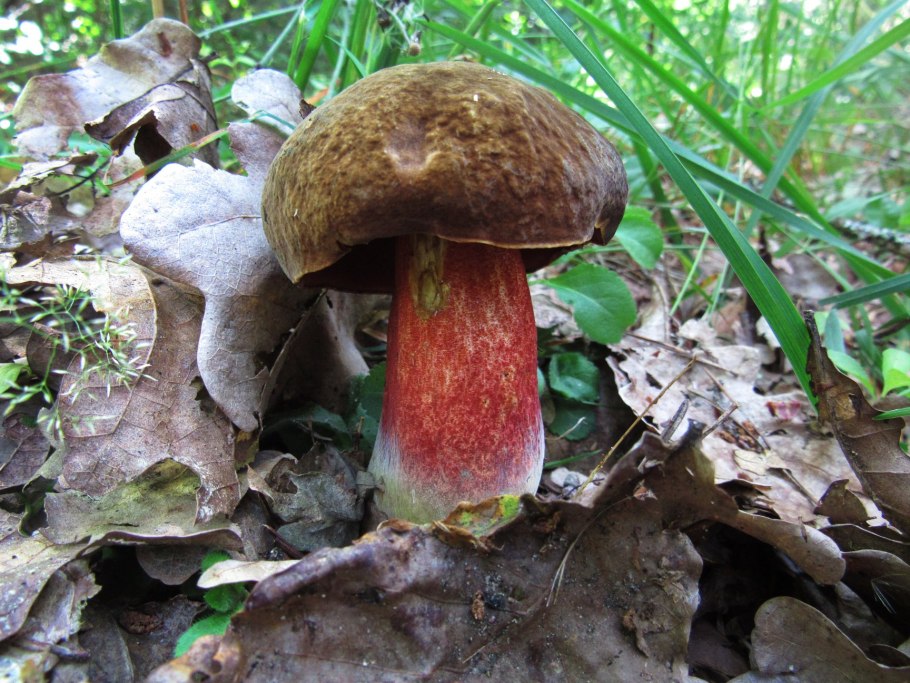 Гриб Дубовик крапчатый