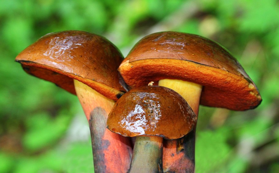 Дубовик крапчатый Boletus erythropus