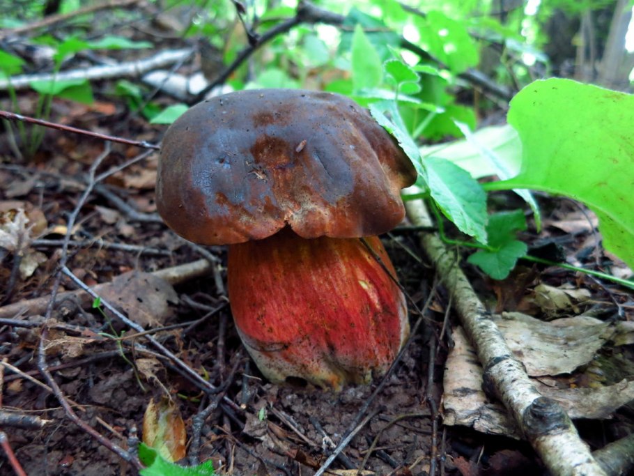 Дубовик крапчатый Boletus erythropus