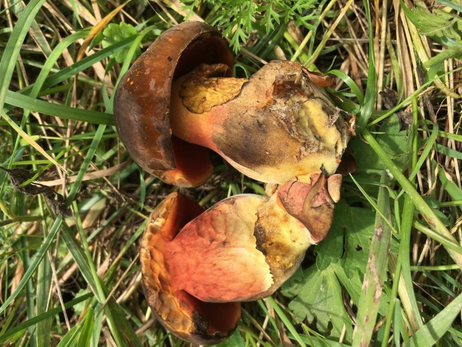 Белый гриб поддубник