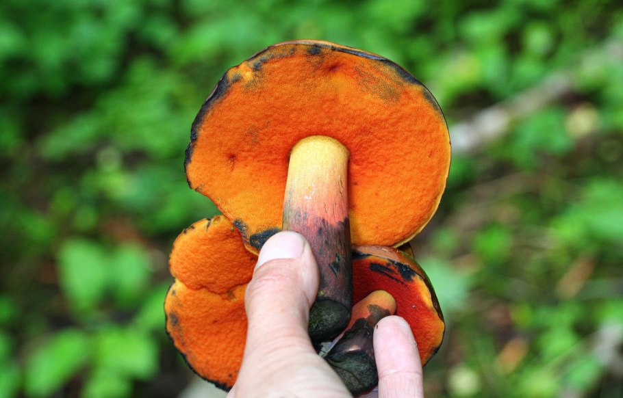 Белый гриб поддубник