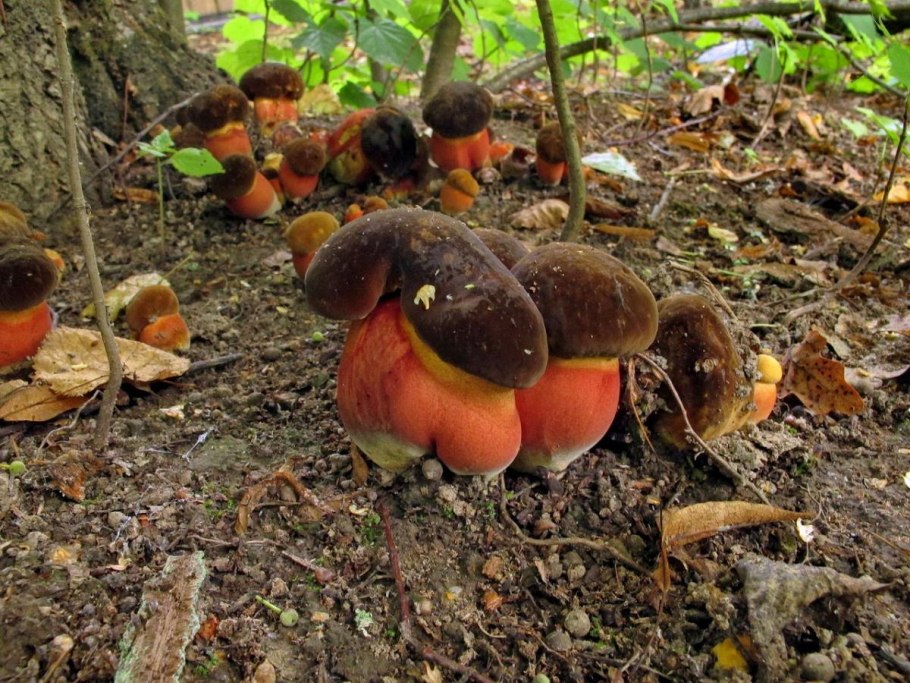 Грибы на юге Подмосковья