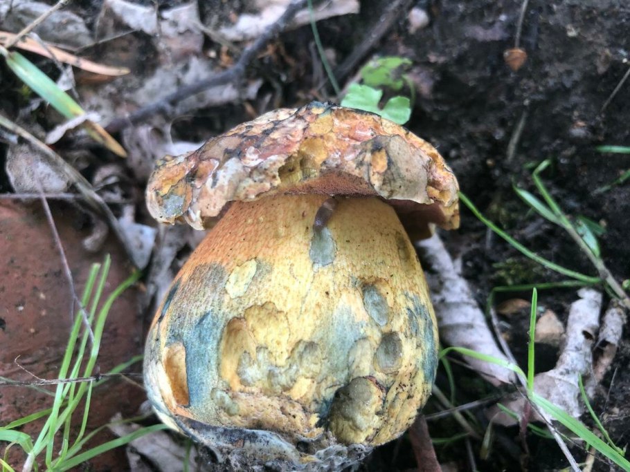 Дубовик крапчатый приготовление