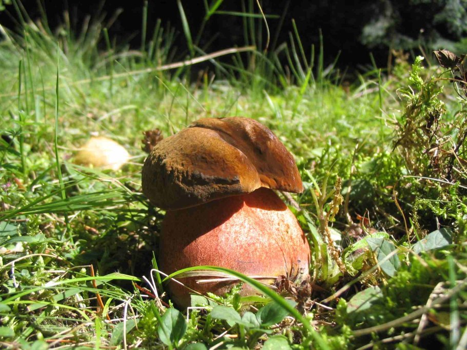 Дубовик крапчатый Boletus erythropus