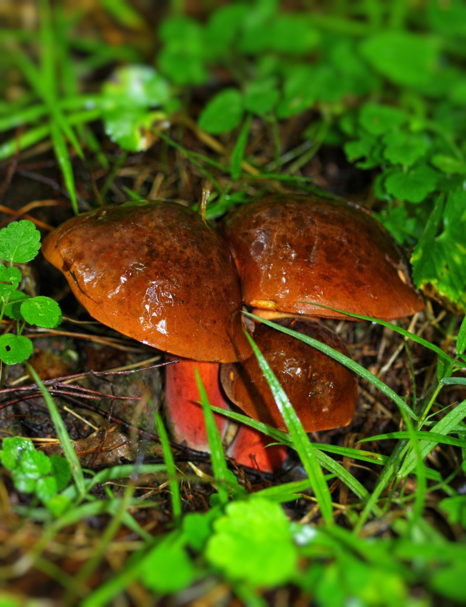 Гриб Дубовик крапчатый