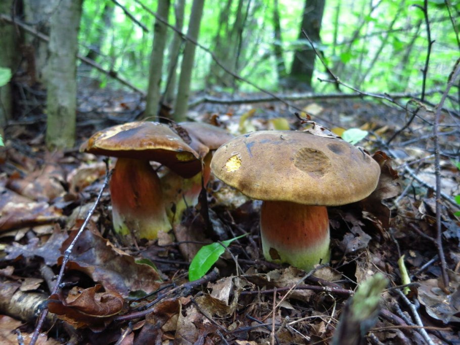 Гриб Дубовик крапчатый