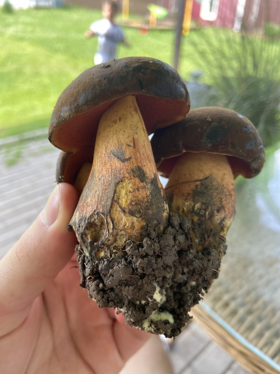 Дубовик красноножковый